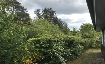 "Niyazi" - 770m from the sea 3