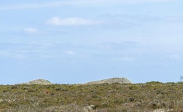 "Hrefna" - 350 meter van de zee in NO Jutland 2