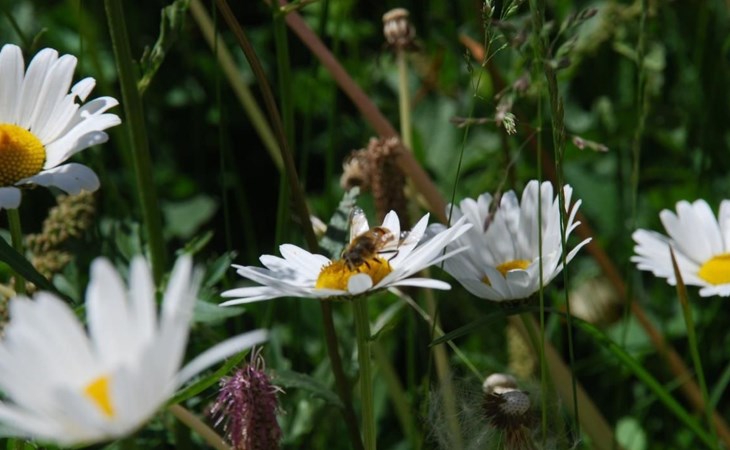Arnica 2 La Punt 1