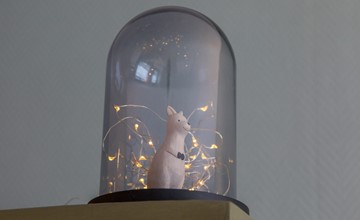 Studio  - Kon. Emmaweg 6 | Vrouwenpolder   2