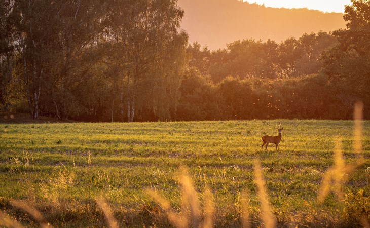 Ferienvilla Villa L Istra mit privatem Pool 1
