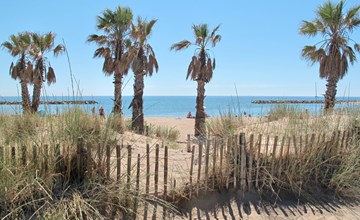 De johannesbroodbomen 3