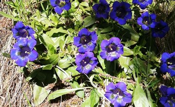 Chalet Flöschhorn 3