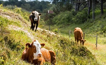"Lisbeth" - 400 meter van de zee in Zeeland 2