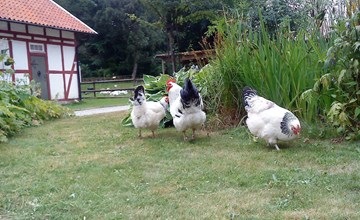 mit Balkon, Terrasse und Garten 3