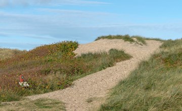 "Marissa" - 200m from the sea in NW Jutland 3